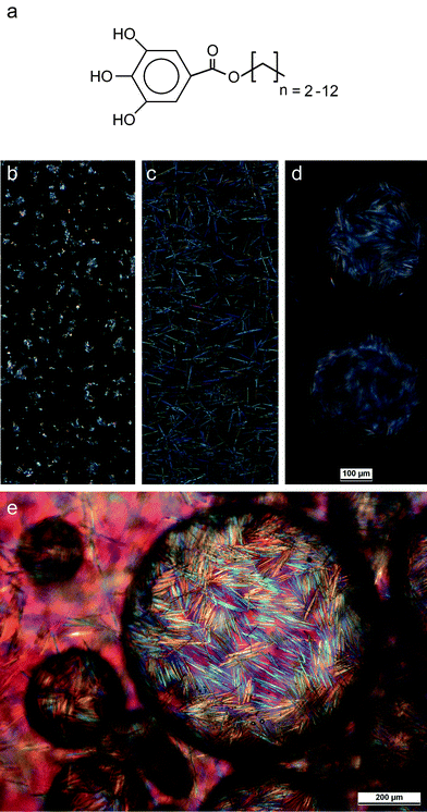 (a) The alkyl gallate molecules investigated in this study. (b and c) Optical images of toluene suspensions containing: (b) alkyl gallate particles (0.08 mol L−1 octyl gallate) in the absence of water and (c) containing alkyl gallate needles in the presence of 0.05 vol% water (with respect to toluene). (d and e) Optical images of the water-in-toluene emulsion obtained by adding 50 vol% water to the gallate-containing toluene suspension. The initial concentration of octyl gallate in toluene was 0.08 mol L−1. The water droplets are effectively stabilized by interfacially-adsorbed octyl gallate microneedles at the water–oil interfaces. Images (b–d) were taken at the same magnification.