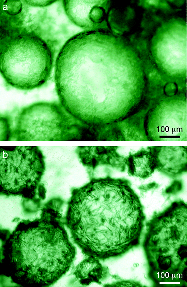 Optical images of (a) a water-in-soybean oil emulsion stabilized by butyl gallate microneedles (0.20 mol L−1) and (b) a water-in-limonene oil emulsion stabilized by octyl gallate microneedles (0.16 mol L−1).