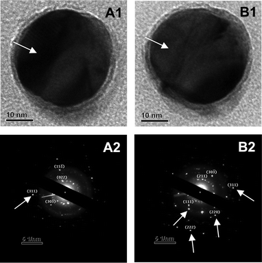 TEM images (A1, B1) and SAED patterns (A2, B2) of an Ag@pHA NP before (A1 and A2) and after (B1 and B2) melting experiments. (Arrows in A1 and B1 show the change in the contrast due to melting of pHA crystal on Ag NP, while those in A2 and B2 show the planes due to diffractions from fcc Ag NP.) The sample was collected from the medium on day 5.