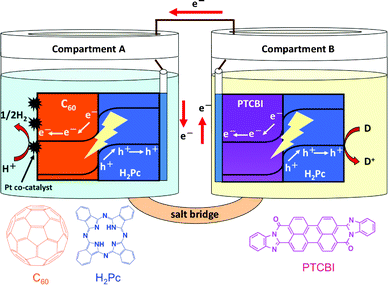 Schematic illustration of the photocatalysis system of H2Pc/C60 and PTCBI/H2Pc.