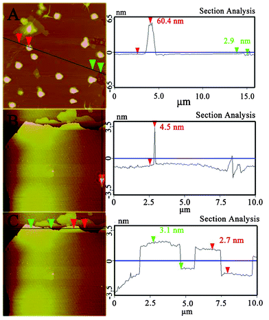 AFM images (left) and height profiles (right) of Au/G-4.0 (A) and Au/NG-4.0 (B and C).