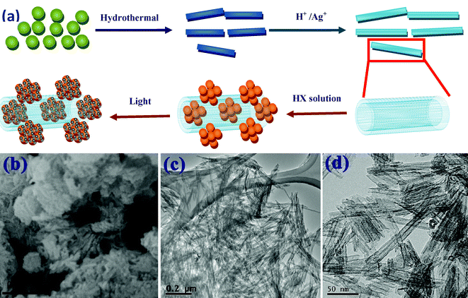 (a) The schematic of the preparation process of Ag-AgX-TNT. (b) FESEM image of P-TNT. (c) Low and (d) high magnification TEM images of P-TNT.