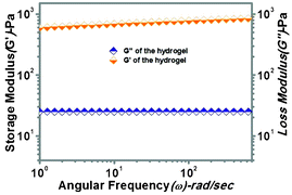 The storage modulus (G′) and loss modulus (G′′) vs. angular frequency profile for the PBI-Y supramolecular hydrogel at 0.5% w/v.