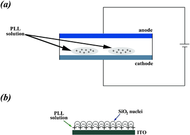 (a) Schematic diagram of the experimental setup. PLL is attached to the ITO surface under an applied electrostatic field. An ITO-covered glass slide is used as a variable work electrode, and Cu wires act as reference and counter electrodes, respectively. (b) Silicic acid reacts with PLL at the surface of the cathode electrode.