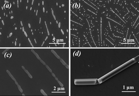 SEM images of biosilica produced by PLL under an applied electrostatic field with reaction times of (a) 5 min, (b) 10 min, (c) 20 min and (d) 30 min, respectively.