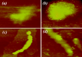 The 1 μm × 1 μm atomic force microscopy (AFM) images under static conditions in the presence of (a) PLL/phosphate and (b) PLL/phosphate/silicic acid. AFM images under electrostatic fields in the presence of (c) PLL/phosphate and (d) PLL/phosphate/silicic acid. The Z-scale for all images is 20 nm.