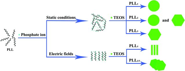 Schematic presentation of the formation of silica mediated by PLL with different molecular weights in the absence or presence of an electric field.