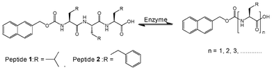 Reversible amide bond synthesis/hydrolysis reaction in which peptide derivatives are formed from Nmoc-tripeptides 1 and 2.