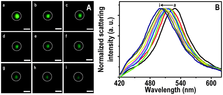 HSI (A) of immobilized Ag@citrate NPs after passing 5 ppm Hg2+ for 0.0, 0.5, 1.0, 1.5, 2.0, 2.5, 3.0, 4.0 and 6.0 h (a–i, respectively). Scattering spectra (B) of a green particle (marked) with time (a–i). Scale bars of images in A are 400 nm.