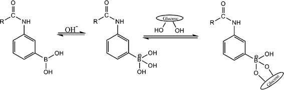 Equilibria of (alkylamido)phenylboronic acid in an aqueous solution in the presence of glucose.