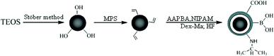 Synthesis of SiO2@p(NIPAM-co-AAPBA-co-Dex-Ma) core–shell microgels.