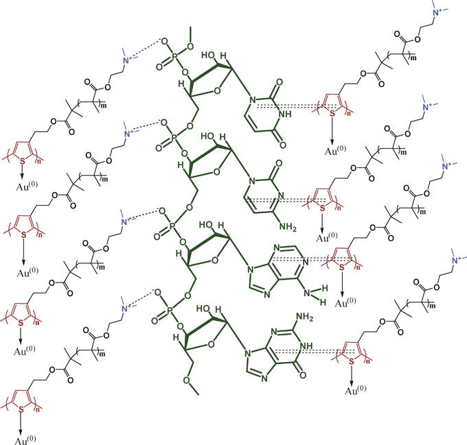 Schematic illustration of interactions in PRAu composites ionic and π–π interactions (ionic interaction: dashed lines; π–π interaction: double dashed lines).