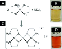 Molecular structure of the complexes, (A) NiL2 and (C) Ni(NiL2)2Cl2, and photos of aqueous solutions of (B) NiL2 (60 °C, 1.6 mM) and (D) Ni(NiL2)2Cl2 (room temperature, 0.8 mM).