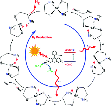 Proposed mechanism of photocatalytic hydrogen evolution over NiL2 complex using ErY and TEOA as the PS and sacrificial electron donor, respectively.