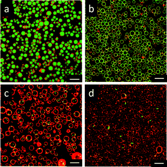 CLSM images of giant lipid vesicles encapsulating (a) calcein, (b) FITC-dextran, (c) 0.5 μm fluorescent microparticles, and (d) E. coli K12 cells (dyed with SYTO9). The PAH concentration was 10 wt%, and a citrate buffer was used as a receiving phase. The scale bars represent 10 μm.