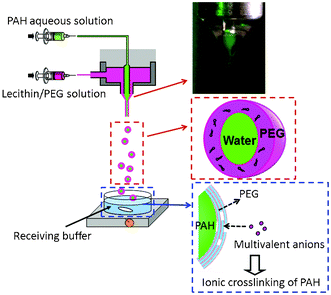 Schematic diagram of the preparation of giant lipid vesicles using an electrospray technique. Inset shows a Taylor cone formed on the tip of a coaxial needle.