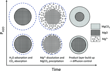 H2O adsorption model, schematic diagram with increasing water density in the y-axis and time on the x-axis. The topmost circles represent carbonation at a comparatively high steam pressure.