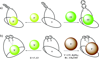 Plausible binding modes of different anions for 5 and 6.