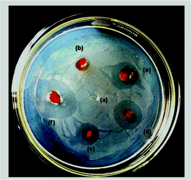 Antibacterial activity of composite films with (a) 0 wt%, (b) 1 wt%, (c) 2 wt%, (d) 3 wt%, (e) 4wt % and (f) 5wt % curcumin against E. coli.