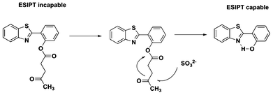 Possible sulfite-selective signaling mechanism.