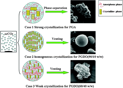 Illustration of particle formation process and morphology by suspension polymerization in scCO2: case 1 polymer has strong crystallizability that leads to serious phase-separation within the polymerizing droplets; case 2 polymer has moderate crystallizability, and the crystallization inside the droplets proceeds homogeneously, leading to the freezing of spherical morphology; case 3 polymer has weak crystallizability, and the droplets could not be effectively solidified due to the plasticizing effect of scCO2.