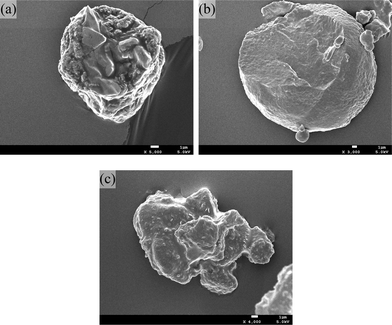 SEM fractured surfaces of the particles: (a) PGA (100 w/w); (b) PGDO (90/10 w/w); (c) PGDO(60/40 w/w).