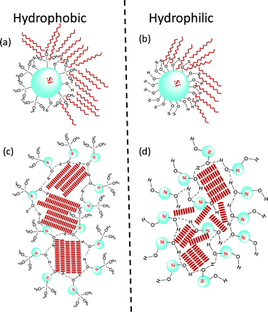 A schematic diagram depicting the chemistry of the surface of the aerosil (Si) particles with (a) hydrophobic and (b) hydrophilic corona. The former with its smaller number of free OH groups forms a much looser network (larger enclosure size) than the latter, as shown in (c) and (d). The red lines represent the C24 molecules.