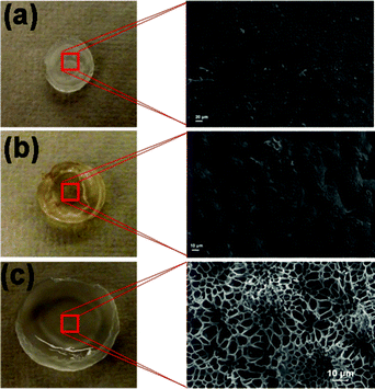 Photographs and cross-sectional views of microstructures of PAM/PAM IPN: (a) as-synthesized; (b) after drying, H3PO4-loading: 68.7 wt%; (c) swollen by H3PO4 aqueous solution (H3PO4 loading 68.7 wt%).