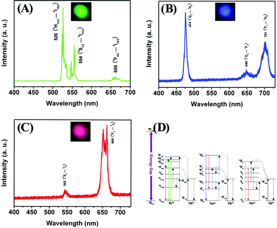 NIR-to-visible UC emission spectra of LuVO4:Yb3+/Er3+ (A), LuVO4:Yb3+/Tm3+ (B), and LuVO4:Yb3+/Ho3+ (C) under 980 nm laser excitation. (D) The proposed energy transfer mechanisms under 980 nm diode laser excitation in LuVO4:Yb3+/Er3+, LuVO4:Yb3+/Tm3+, and LuVO4:Yb3+/Ho3+. The insets are the corresponding luminescence photographs of the samples upon excitation at 980 nm light.