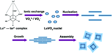 Schematic illustration for the possible formation mechanism of LuVO4 nanoleaves.