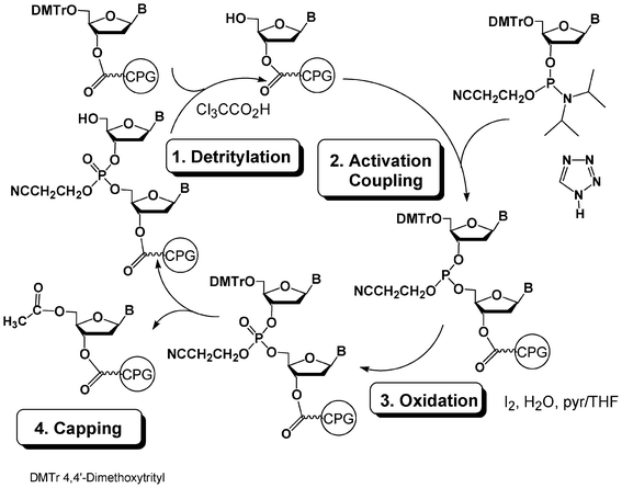 DNA synthesis cycle using phosphoramidite chemistry.