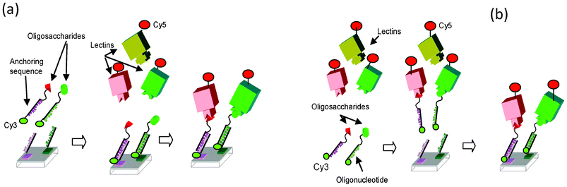 General schematic of DDI based glycoarray. a) “On-chip” approach: glycomimetics are first immobilized by hybridization on DNA array, next the lectins are allowed to interact with immobilized glycomimetics. b) “In-solution” approach: after interaction in solution of the glycomimetics with the lectins, the complexes are fixed on the DNA array by hybridization. Cy3 is related to the glycomimetic surface density, and Cy5 (or Alexa 647) are related to the lectins. Reproduced from Chevolot et al.91 with the permission of Wiley.