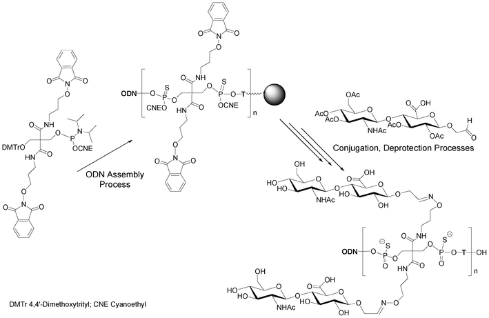 Synthesis of multivalent (n = 1 to 3) hyaluronan disaccharide conjugates of oligonucleotide phosphorothioates59 bearing up to 6 disaccharides.