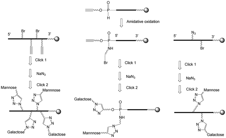 Strategies to synthesize heteroglycoclusters using CuAAC.