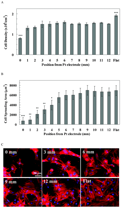 (A) The cell density of rBMSCs along the pSi gradient. The symbols indicate there is a significant difference compared with the porous area (n = 4). The data represent mean ± standard deviation. (B) The cell spreading area of rBMSCs along the pSi gradient. The data represent mean ± standard error mean. The analysed cells were 12–29. *, **, *** represent p < 0.05, p < 0.01 and p < 0.001, respectively, compared with the flat area. (C) Cytoskeleton staining of rBMSCs on the pSi gradient after 24 h culture. Nuclei and F-actin were stained by DAPI (blue) and TRITC-Phalloidin (red), respectively. Images show cell morphology at positions 0, 3, 6, 9 and 12 mm on the pSi gradient and on flat Si, respectively.