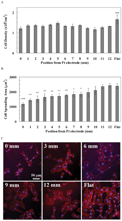 (A) The cell density of hBMSCs along the pSi gradient. The symbols indicate that there is a significant difference compared with the porous area (n = 4). The data represent mean ± standard deviation. (B) The cell spreading area of hASCs along the pSi gradient. The data represent mean ± standard error mean. The analysed cells were 15–19. *, **, *** represent p < 0.05, p < 0.01 and p < 0.001, respectively, compared with the flat area. (C) Cytoskeleton staining of hBMSCs on the pSi gradients after 24 h culture. Nuclei and F-actin were stained by DAPI (blue) and TRITC-Phalloidin (red), respectively. Images show cell morphology at positions 0, 3, 6, 9 and 12 mm on the pSi gradient and on flat Si, respectively.