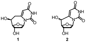 6,6′-(S)-cyclo-2′-deoxyuridine (1) and 6,5′-cyclo-2′-deoxyuridine (2).