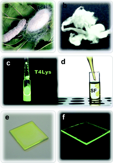 Sketch of the processing of T4Lys doped silk films: a) silkworm and its cocoon; b) SF fibers; c) solution of T4Lys in water (3 mg ml−1) under illumination at λmax = 364 nm; d) doping SF water solution with T4Lys; e) cast film of doped silk on glass and f) the same film under UV light (λ = 364 nm).