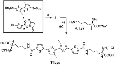 Synthetic route to l-lysine ended quaterthiophene T4Lys. i) Stille coupling, in situ Pd[AsPh3]4, refluxing toluene, 6 h. ii) DMF (NaOH aq), pH 9–10, room temperature, 48 h.