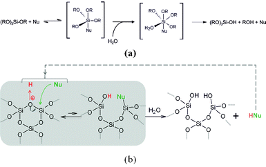 (a) Hydrolysis by nucleophilic activation (scheme inspired by Corriu et al.42) and (b) hydrolysis and condensation reversible mechanism involving nucleophilic species.