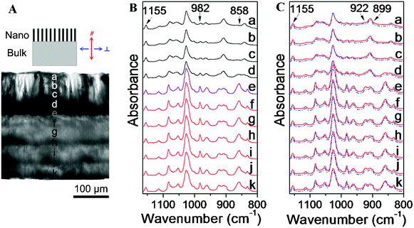 (A) Optical micrograph of a thin slice of the iPS/PPO nanorods/film. On the top is a schematic illustration of the nanorods/film with the reference direction. (B) Micro-FTIR spectra measured at different positions of the nanorods and the bulk film as labeled in (A). The spatial resolution is 300 × 25 μm2 and the spectra are normalized with respect to the 1155 cm−1 band. (C) Corresponding polarized IR spectra at these positions: parallel polarization (—); perpendicular polarization (---) against the length direction of the rods.