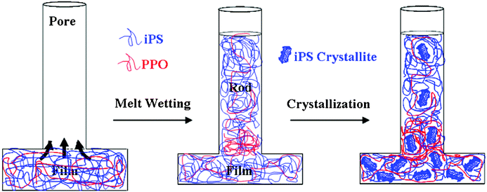 Schematic illustration of structure formation in the iPS/PPO blend in the nanopores. Two steps contribute to the development of gradient composition and gradient crystallinity in the nanorods. The first step involves the formation of gradient composition due to viscosity differences between the two components during the capillary flow into the nanopores. The second step is the formation of gradient distributed crystallites owing to the crystallization initiated by the nuclei formed in the bulk and crystal growth constrained by the nanopores.