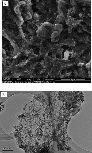 SEM (A) and TEM (B) images of the MGO composites.