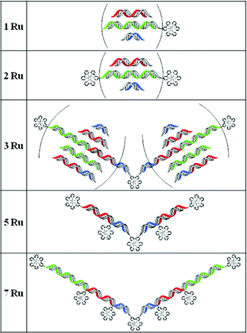 Multimetallic linear nanoassemblies bearing one to seven ruthenium complexes and DNA sequence lengths of 14–58 nucleotides.