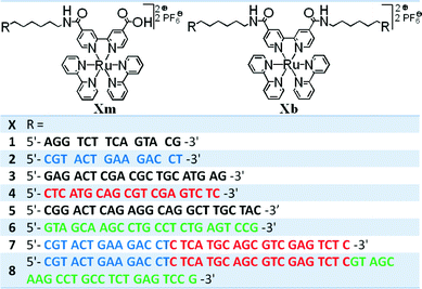 Synthesized mono-DNA-functionalized ruthenium complexes (Xm) and bis-DNA-functionalized ruthenium complexes (Xb) with their corresponding sequences.