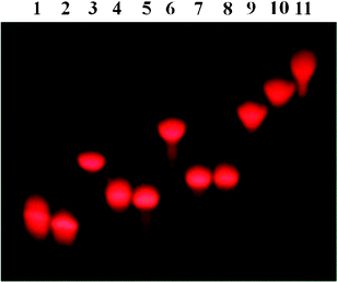 Denaturing PAGE analysis of ruthenium–DNA conjugates on a Safe Imager™ 2.0 Blue-light transilluminator. Lane 1: 1m; lane 2: 2m; lane 3: 2b; lane 4: 3m; lane 5: 4m; lane 6: 4b; lane 7: 5m; lane 8: 6m; lane 9: 6b; lane 10: 7b; lane 11: 8b.