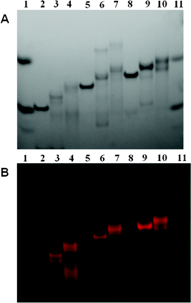 Non-denaturing PAGE analysis of linear assemblies with 0, 1 and 2 ruthenium complexes with λ = 254 nm (A) and on Safe Imager™ (B). Lanes 1 and 11: two products for migration control, upper: xylene cyanol, lower: bromophenol blue; lane 2: 1 + 2; lane 3: 1m + 2; lane 4: 1m + 2m; lane 5: 3 + 4; lane 6: 3m + 4; lane 7: 3m + 4m; lane 8: 5 + 6; lane 9: 5m + 6; lane 10: 5m + 6m.