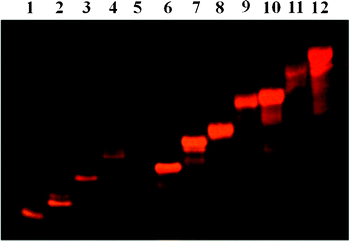 Non-denaturing PAGE analysis of multimetallic linear assemblies on Safe Imager™. Lane 1: 2b; lane 2: 4b; lane 3: 6b; lane 4: 7b; lane 5: 8b; lane 6: 2b + 2 × 1m; lane 7: 4b + 2 × 3m; lane 8: 6b + 2 × 5m; lane 9: 7b + 2 × 1 + 2 × 3m; lane 10: 7b + 2 × 1m + 2 × 3m; lane 11: 8b + 2 × 1 + 2 × 3 + 2 × 5m; lane 12: 8b + 2 × 1m + 2 × 3m + 2 × 5m.