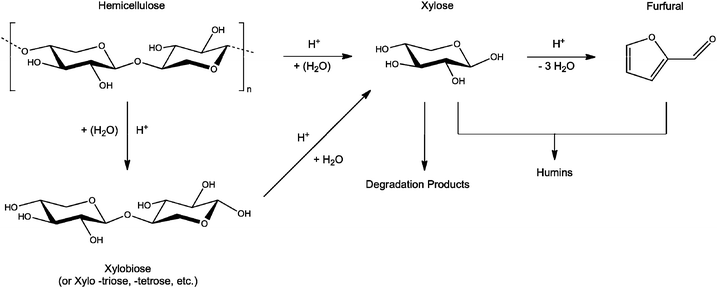 A representative reaction pathway of a hemicellulose, homoxylan. Major products shown include xylobiose and xylose from the hydrolysis of hemicellulose, furfural from the dehydration of xylose, degradation products from xylose, and humins from the reaction between xylose and furfural.