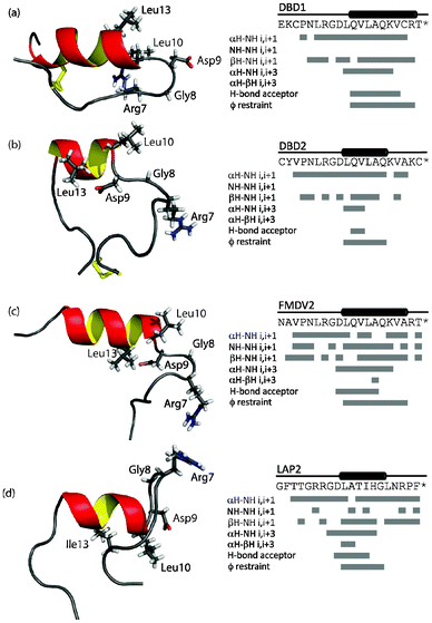 Structures closest to the mean for each peptide and NOE contacts, hydrogen bond restraints assigned for DBD1(a), DBD2 (b), FMDV2 (c) and LAP (d) in the presence of 30% (v/v) TFE. Key residues of the RGDLXXL/I motif are shown as sticks on each structure.